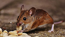 24 Hour & Emergency Exterminators in Granville Summit, PA